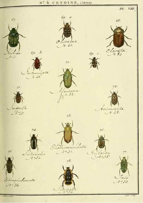 Reproducción/Reproduction 8112662997: Entomologie, ou, Histoire naturelle des insectes :. A Paris :De l'Imprimerie de Baudoin,1789-1808.