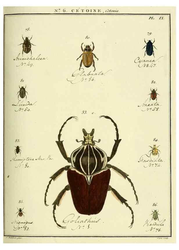 Reproducción/Reproduction 8112672912: Entomologie, ou, Histoire naturelle des insectes :. A Paris :De l'Imprimerie de Baudoin,1789-1808.