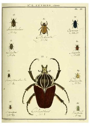 Reproducción/Reproduction 8112672912: Entomologie, ou, Histoire naturelle des insectes :. A Paris :De l'Imprimerie de Baudoin,1789-1808.