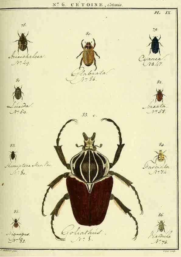 Reproducción/Reproduction 8112672912: Entomologie, ou, Histoire naturelle des insectes :. A Paris :De l'Imprimerie de Baudoin,1789-1808.