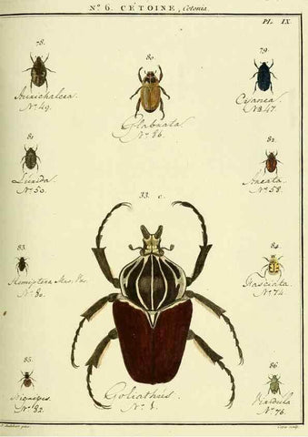 Reproducción/Reproduction 8112672912: Entomologie, ou, Histoire naturelle des insectes :. A Paris :De l'Imprimerie de Baudoin,1789-1808.