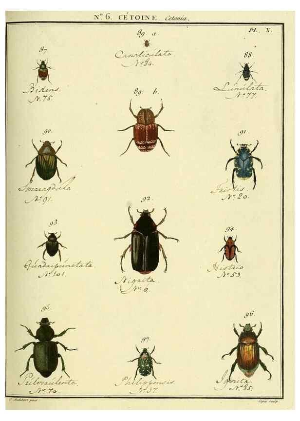 Reproducción/Reproduction 8112663787: Entomologie, ou, Histoire naturelle des insectes :. A Paris :De l'Imprimerie de Baudoin,1789-1808.