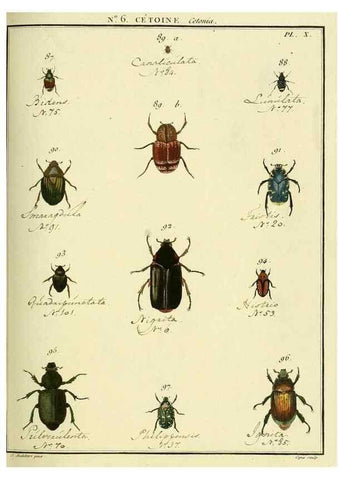 Reproducción/Reproduction 8112663787: Entomologie, ou, Histoire naturelle des insectes :. A Paris :De l'Imprimerie de Baudoin,1789-1808.