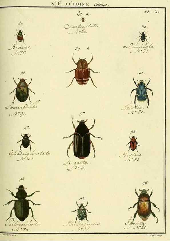 Reproducción/Reproduction 8112663787: Entomologie, ou, Histoire naturelle des insectes :. A Paris :De l'Imprimerie de Baudoin,1789-1808.