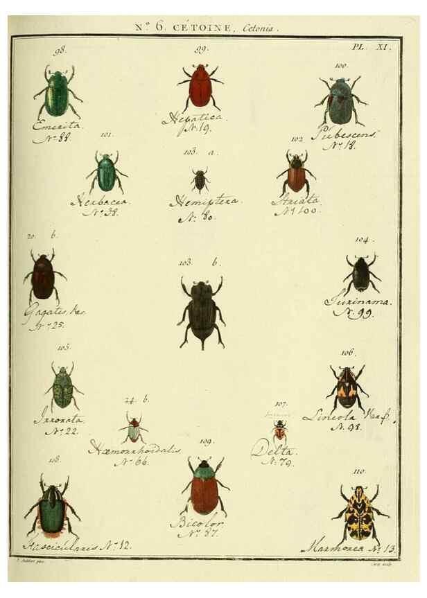 Reproducción/Reproduction 8112664199: Entomologie, ou, Histoire naturelle des insectes :. A Paris :De l'Imprimerie de Baudoin,1789-1808.
