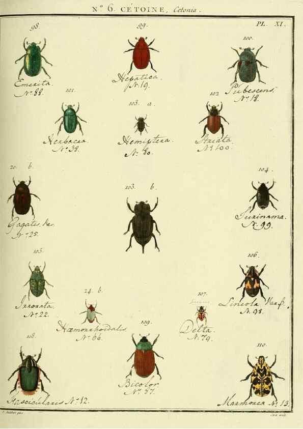 Reproducción/Reproduction 8112664199: Entomologie, ou, Histoire naturelle des insectes :. A Paris :De l'Imprimerie de Baudoin,1789-1808.