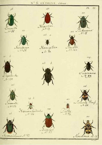 Reproducción/Reproduction 8112664199: Entomologie, ou, Histoire naturelle des insectes :. A Paris :De l'Imprimerie de Baudoin,1789-1808.