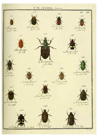 Reproducción/Reproduction 8112674172: Entomologie, ou, Histoire naturelle des insectes :. A Paris :De l'Imprimerie de Baudoin,1789-1808.