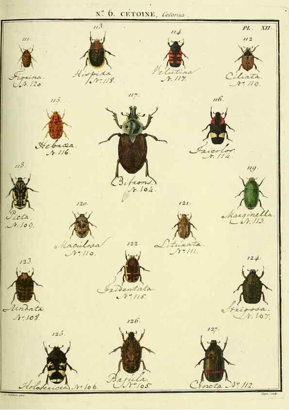 Reproducción/Reproduction 8112674172: Entomologie, ou, Histoire naturelle des insectes :. A Paris :De l'Imprimerie de Baudoin,1789-1808.