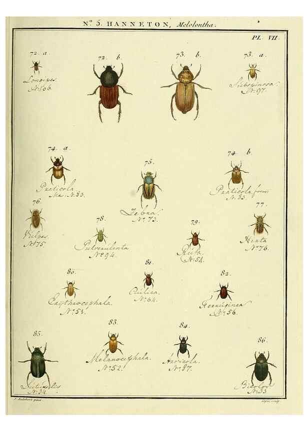 Reproducción/Reproduction 8112658059: Entomologie, ou, Histoire naturelle des insectes :. A Paris :De l'Imprimerie de Baudoin,1789-1808.