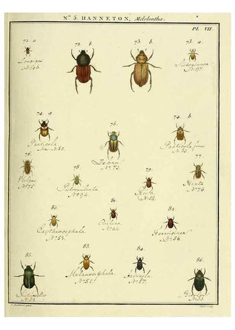 Reproducción/Reproduction 8112658059: Entomologie, ou, Histoire naturelle des insectes :. A Paris :De l'Imprimerie de Baudoin,1789-1808.