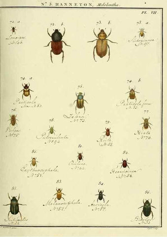Reproducción/Reproduction 8112658059: Entomologie, ou, Histoire naturelle des insectes :. A Paris :De l'Imprimerie de Baudoin,1789-1808.