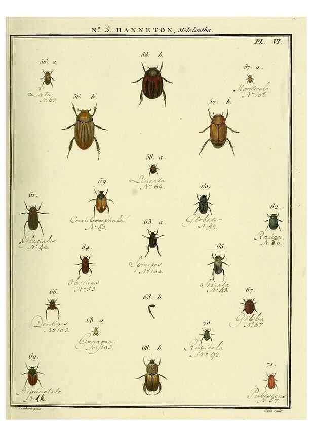 Reproducción/Reproduction 8112667170: Entomologie, ou, Histoire naturelle des insectes :. A Paris :De l'Imprimerie de Baudoin,1789-1808.