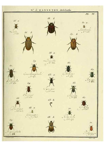 Reproducción/Reproduction 8112667170: Entomologie, ou, Histoire naturelle des insectes :. A Paris :De l'Imprimerie de Baudoin,1789-1808.