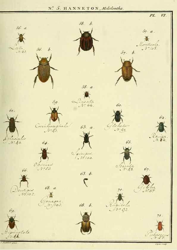 Reproducción/Reproduction 8112667170: Entomologie, ou, Histoire naturelle des insectes :. A Paris :De l'Imprimerie de Baudoin,1789-1808.
