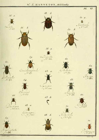 Reproducción/Reproduction 8112667170: Entomologie, ou, Histoire naturelle des insectes :. A Paris :De l'Imprimerie de Baudoin,1789-1808.