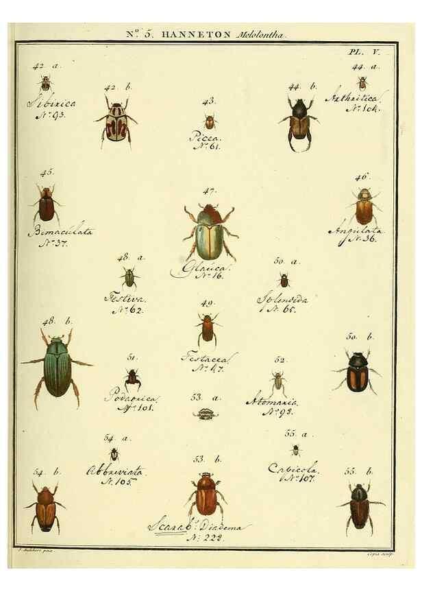 Reproducción/Reproduction 8112657157: Entomologie, ou, Histoire naturelle des insectes :. A Paris :De l'Imprimerie de Baudoin,1789-1808.