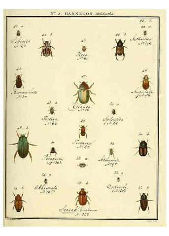 Reproducción/Reproduction 8112657157: Entomologie, ou, Histoire naturelle des insectes :. A Paris :De l'Imprimerie de Baudoin,1789-1808.