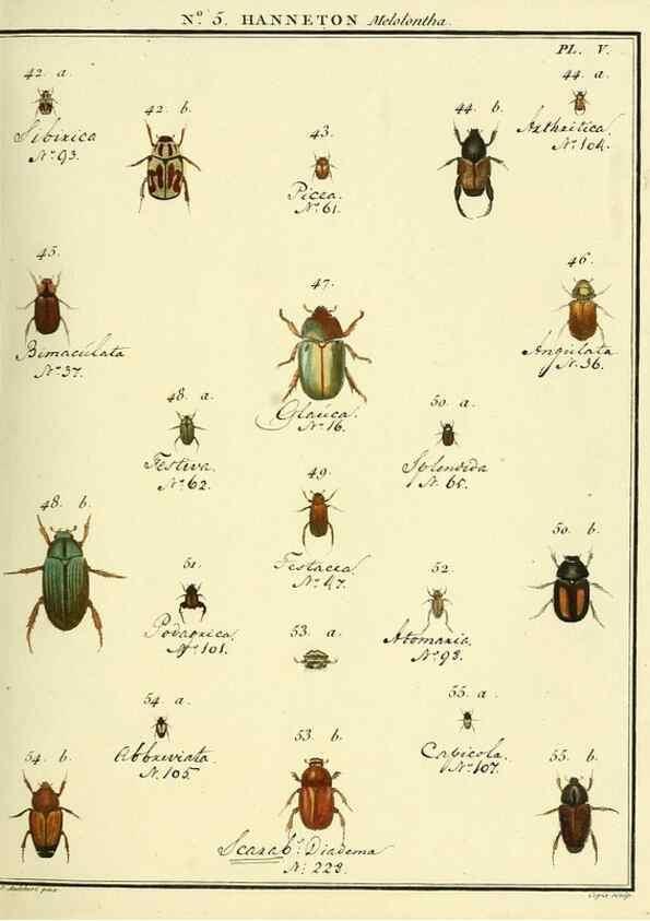 Reproducción/Reproduction 8112657157: Entomologie, ou, Histoire naturelle des insectes :. A Paris :De l'Imprimerie de Baudoin,1789-1808.