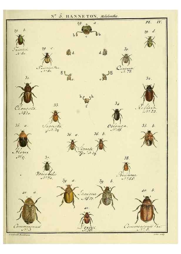 Reproducción/Reproduction 8112656623: Entomologie, ou, Histoire naturelle des insectes :. A Paris :De l'Imprimerie de Baudoin,1789-1808.