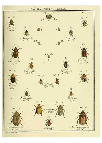 Reproducción/Reproduction 8112656623: Entomologie, ou, Histoire naturelle des insectes :. A Paris :De l'Imprimerie de Baudoin,1789-1808.
