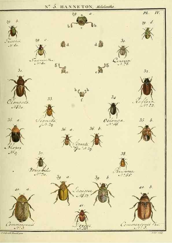 Reproducción/Reproduction 8112656623: Entomologie, ou, Histoire naturelle des insectes :. A Paris :De l'Imprimerie de Baudoin,1789-1808.