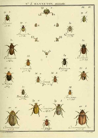 Reproducción/Reproduction 8112656623: Entomologie, ou, Histoire naturelle des insectes :. A Paris :De l'Imprimerie de Baudoin,1789-1808.