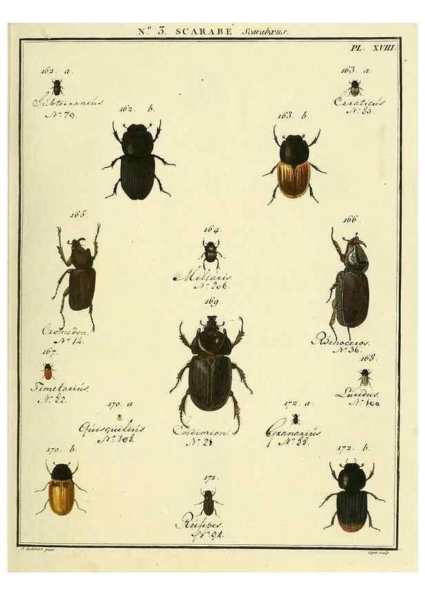 Reproducción/Reproduction 8112649149: Entomologie, ou, Histoire naturelle des insectes :. A Paris :De l'Imprimerie de Baudoin,1789-1808.