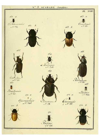 Reproducción/Reproduction 8112649149: Entomologie, ou, Histoire naturelle des insectes :. A Paris :De l'Imprimerie de Baudoin,1789-1808.