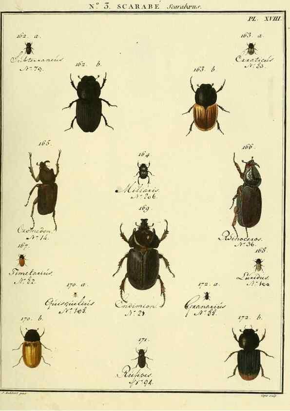Reproducción/Reproduction 8112649149: Entomologie, ou, Histoire naturelle des insectes :. A Paris :De l'Imprimerie de Baudoin,1789-1808.