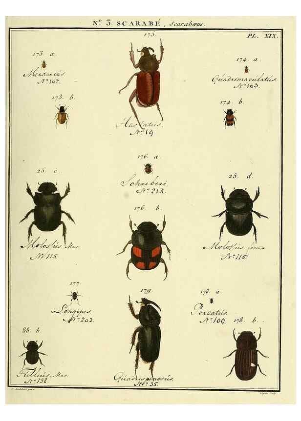 Reproducción/Reproduction 8112659194: Entomologie, ou, Histoire naturelle des insectes :. A Paris :De l'Imprimerie de Baudoin,1789-1808.