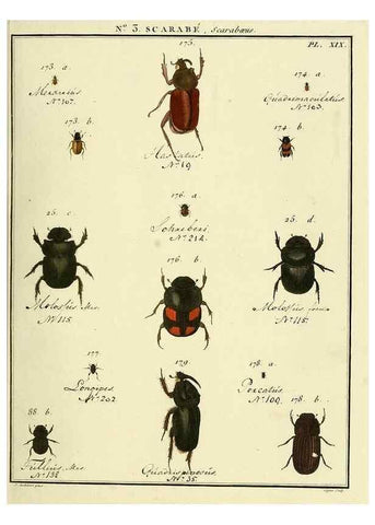 Reproducción/Reproduction 8112659194: Entomologie, ou, Histoire naturelle des insectes :. A Paris :De l'Imprimerie de Baudoin,1789-1808.