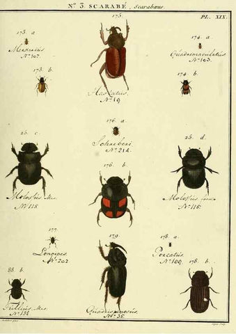 Reproducción/Reproduction 8112659194: Entomologie, ou, Histoire naturelle des insectes :. A Paris :De l'Imprimerie de Baudoin,1789-1808.