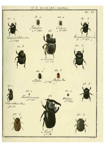 Reproducción/Reproduction 8112659598: Entomologie, ou, Histoire naturelle des insectes :. A Paris :De l'Imprimerie de Baudoin,1789-1808.