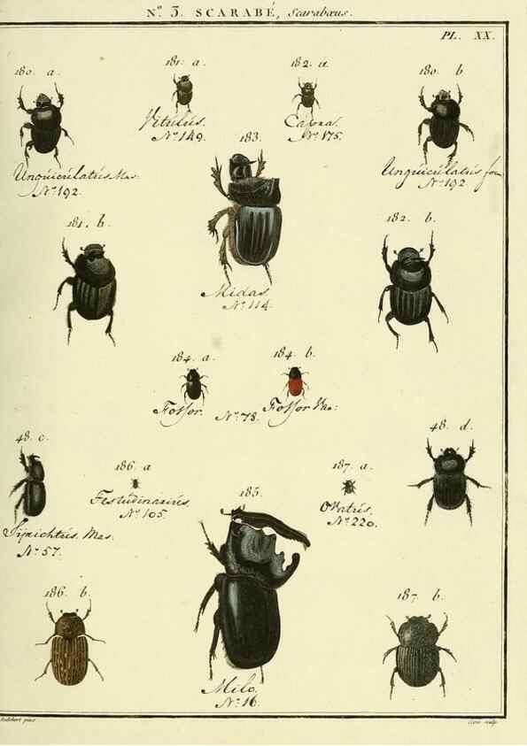Reproducción/Reproduction 8112659598: Entomologie, ou, Histoire naturelle des insectes :. A Paris :De l'Imprimerie de Baudoin,1789-1808.
