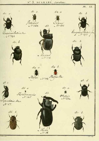 Reproducción/Reproduction 8112659598: Entomologie, ou, Histoire naturelle des insectes :. A Paris :De l'Imprimerie de Baudoin,1789-1808.