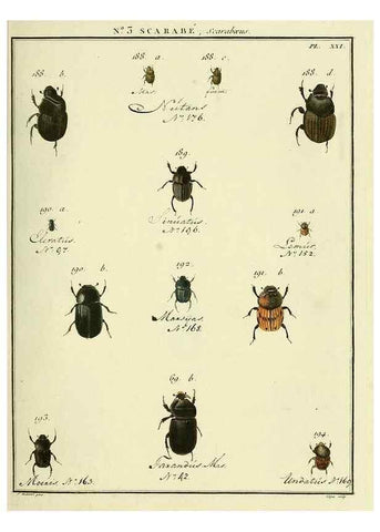 Reproducción/Reproduction 8112650633: Entomologie, ou, Histoire naturelle des insectes :. A Paris :De l'Imprimerie de Baudoin,1789-1808.