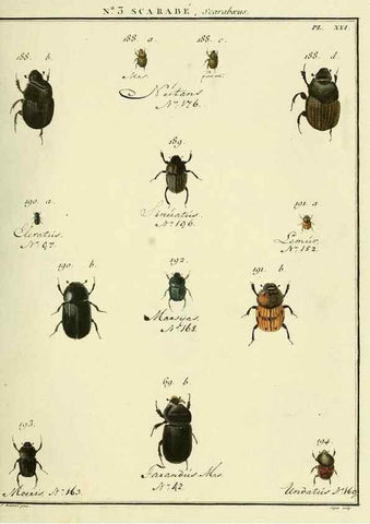 Reproducción/Reproduction 8112650633: Entomologie, ou, Histoire naturelle des insectes :. A Paris :De l'Imprimerie de Baudoin,1789-1808.
