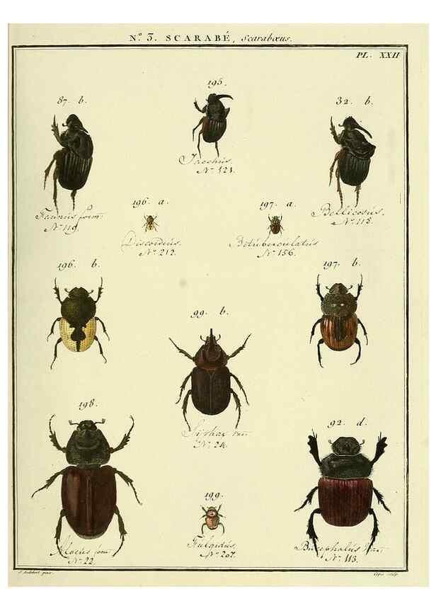 Reproducción/Reproduction 8112651049: Entomologie, ou, Histoire naturelle des insectes :. A Paris :De l'Imprimerie de Baudoin,1789-1808.
