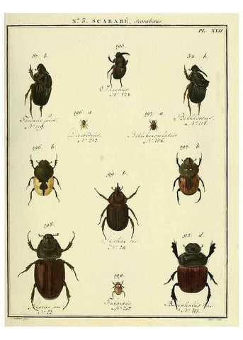 Reproducción/Reproduction 8112651049: Entomologie, ou, Histoire naturelle des insectes :. A Paris :De l'Imprimerie de Baudoin,1789-1808.