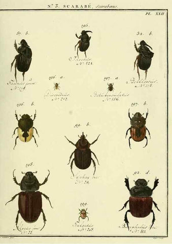 Reproducción/Reproduction 8112651049: Entomologie, ou, Histoire naturelle des insectes :. A Paris :De l'Imprimerie de Baudoin,1789-1808.
