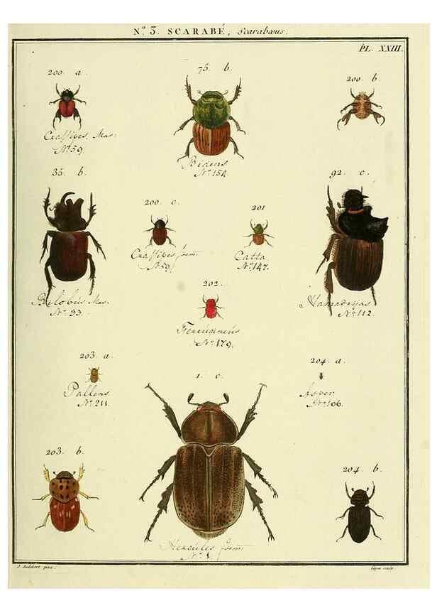 Reproducción/Reproduction 8112651483: Entomologie, ou, Histoire naturelle des insectes :. A Paris :De l'Imprimerie de Baudoin,1789-1808.