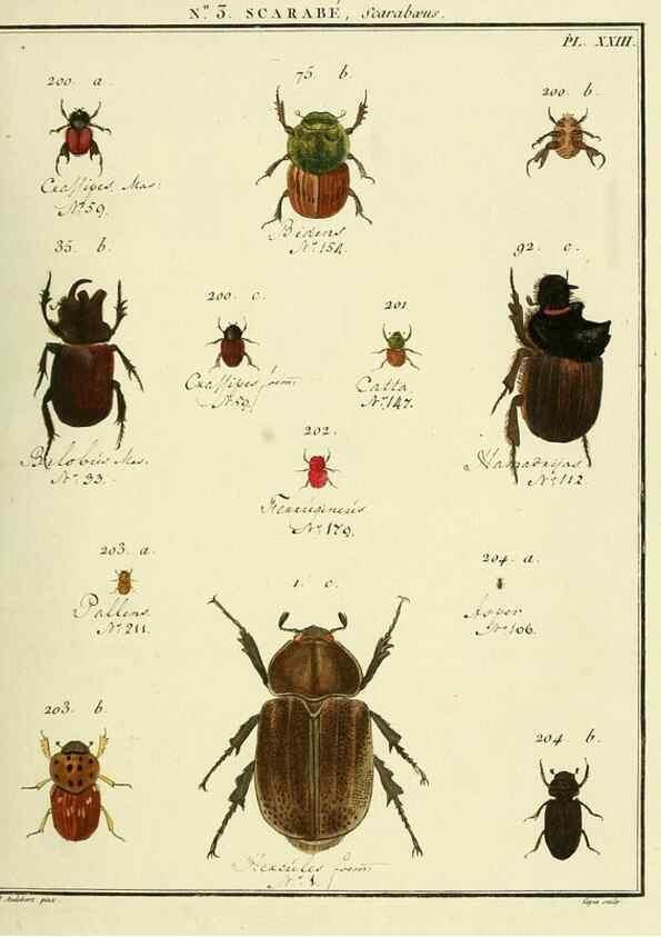 Reproducción/Reproduction 8112651483: Entomologie, ou, Histoire naturelle des insectes :. A Paris :De l'Imprimerie de Baudoin,1789-1808.