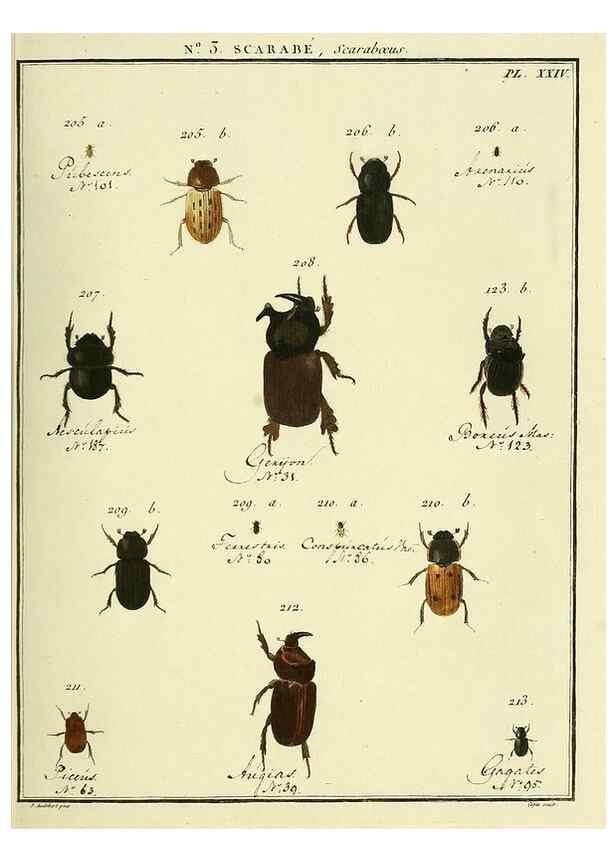 Reproducción/Reproduction 8112661272: Entomologie, ou, Histoire naturelle des insectes :. A Paris :De l'Imprimerie de Baudoin,1789-1808.
