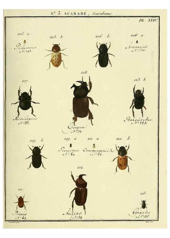 Reproducción/Reproduction 8112661272: Entomologie, ou, Histoire naturelle des insectes :. A Paris :De l'Imprimerie de Baudoin,1789-1808.