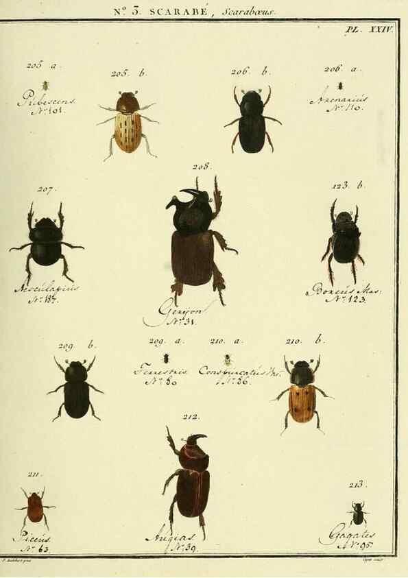 Reproducción/Reproduction 8112661272: Entomologie, ou, Histoire naturelle des insectes :. A Paris :De l'Imprimerie de Baudoin,1789-1808.