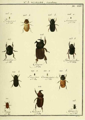 Reproducción/Reproduction 8112661272: Entomologie, ou, Histoire naturelle des insectes :. A Paris :De l'Imprimerie de Baudoin,1789-1808.