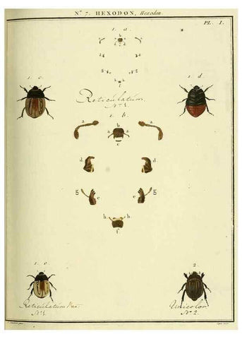 Reproducción/Reproduction 8112665041: Entomologie, ou, Histoire naturelle des insectes :. A Paris :De l'Imprimerie de Baudoin,1789-1808.