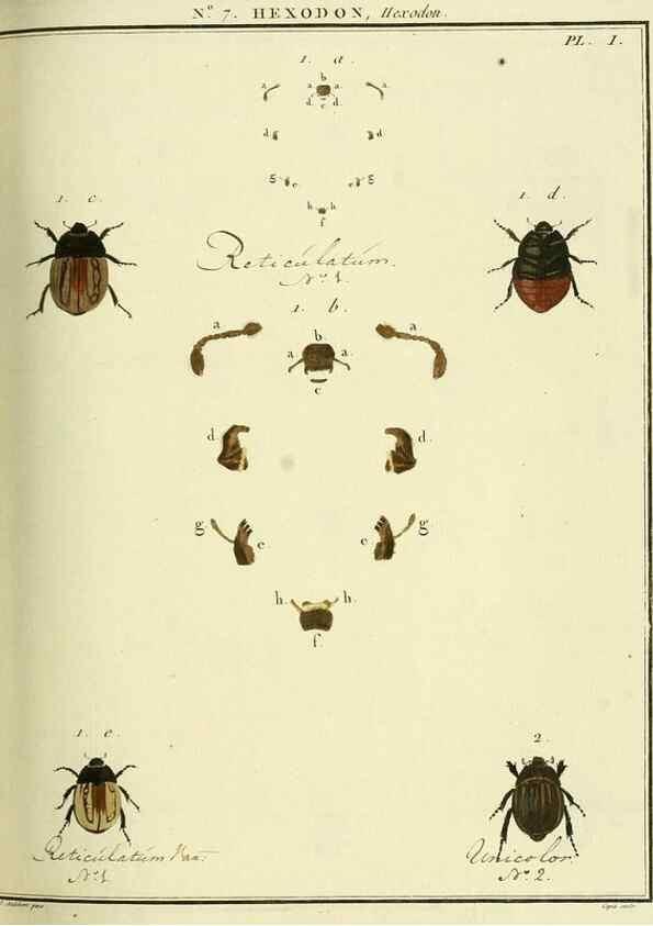 Reproducción/Reproduction 8112665041: Entomologie, ou, Histoire naturelle des insectes :. A Paris :De l'Imprimerie de Baudoin,1789-1808.