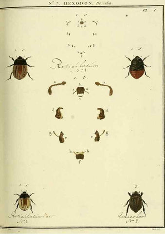 Reproducción/Reproduction 8112665041: Entomologie, ou, Histoire naturelle des insectes :. A Paris :De l'Imprimerie de Baudoin,1789-1808.
